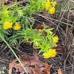 Lithospermum canescens Blad