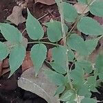 Aralia spinosa Blatt