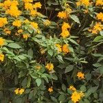 Crossandra infundibuliformis Flower