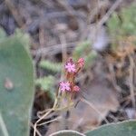 Pistorinia hispanica Flower