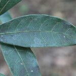 Faramea occidentalis Blad