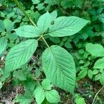 Rubus macrophyllus Blad