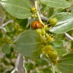 Ziziphus lotusBlatt