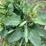 Nicotiana glauca Leaf