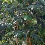 Coffea arabica عادت داشتن