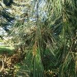Pinus lambertiana ഇല