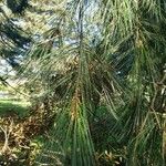 Pinus lambertiana Листок