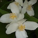 Philadelphus pubescens 花