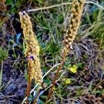 Phyteuma betonicifolium Fruto