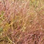 Eragrostis spectabilis Rinde