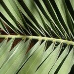 Phoenix canariensis Blatt