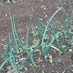 Allium cepa List