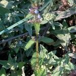 Stachys arvensis Habitatea