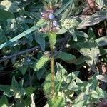 Stachys arvensis Habitat