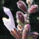 Salvia pomifera Flower