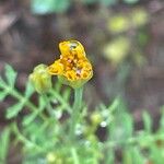 Tagetes tenuifolia Плід