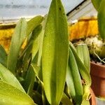 Maxillaria cucullata ᱥᱟᱠᱟᱢ