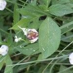 Allium canadense Fruit