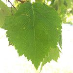 Crataegus marshallii Leaf