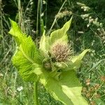 Cirsium oleraceumLeht