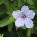 Ruellia tuberosa Blomst