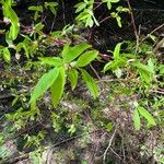 Vaccinium ovalifolium Leaf