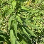 Solidago altissima पत्ता