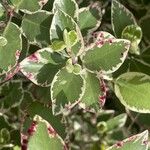 Pittosporum tenuifolium Leaf