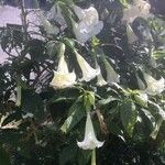 Brugmansia × candida Blüte