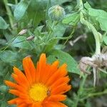 Calendula algeriensis Kukka