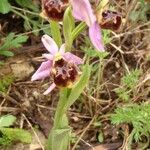 Ophrys pseudoscolopax Други