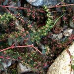 Euphorbia maculata Corteccia