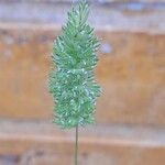 Rostraria cristata Flower