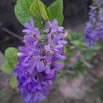 Petrea volubilis Цвят