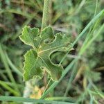 Kedrostis leloja Leaf