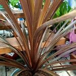 Cordyline australisFolha