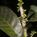 Pouteria caimito Fruit