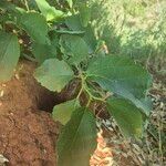 Cordia crenata ഇല