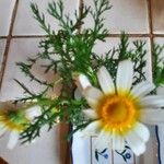 Anthemis chia Folha