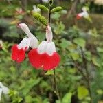 Salvia microphyllaFiore