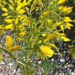 Ulex parviflorus Листок