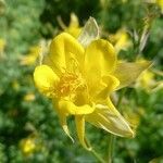 Aquilegia chrysantha Blüte