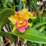Cattleya spp. Květ