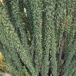 Fouquieria splendens Leaf