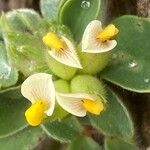 Tripodion tetraphyllum Blomst