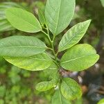 Annona squamosa Leaf