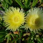 Carpobrotus edulis Flower