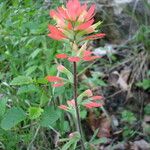 Castilleja coccinea Habit