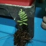 Polypodium californicum Hoja