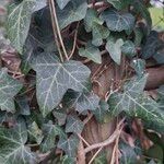 Hedera hibernicaFolio